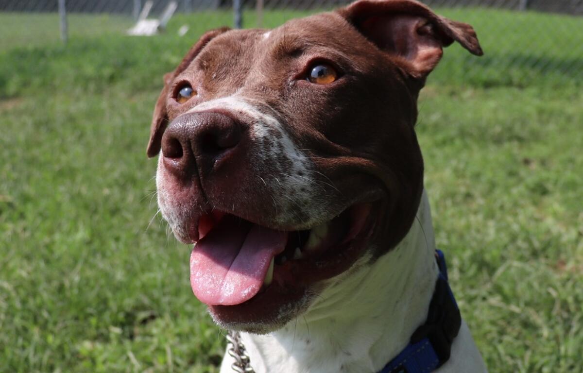 Bella -- Animal Protective League Dog of the Week