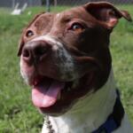 Bella -- Animal Protective League Dog of the Week