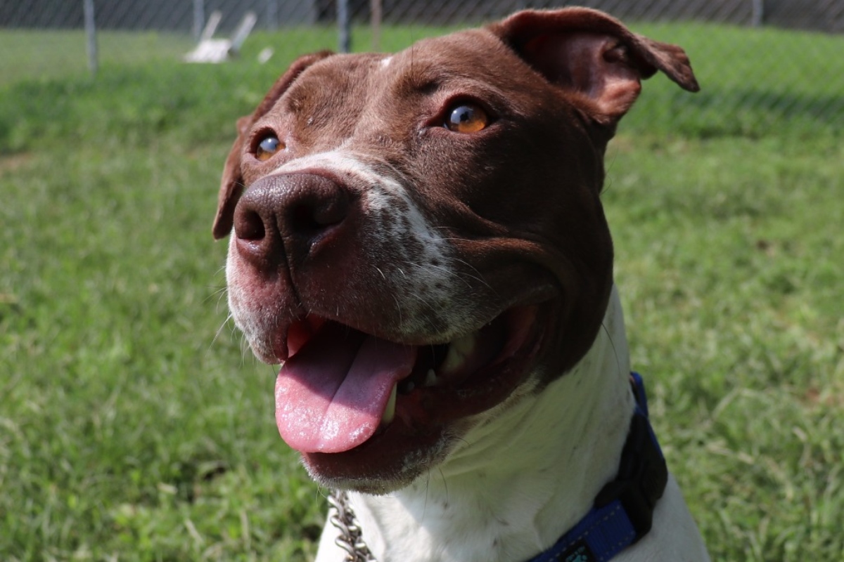 Bella -- Animal Protective League Dog of the Week