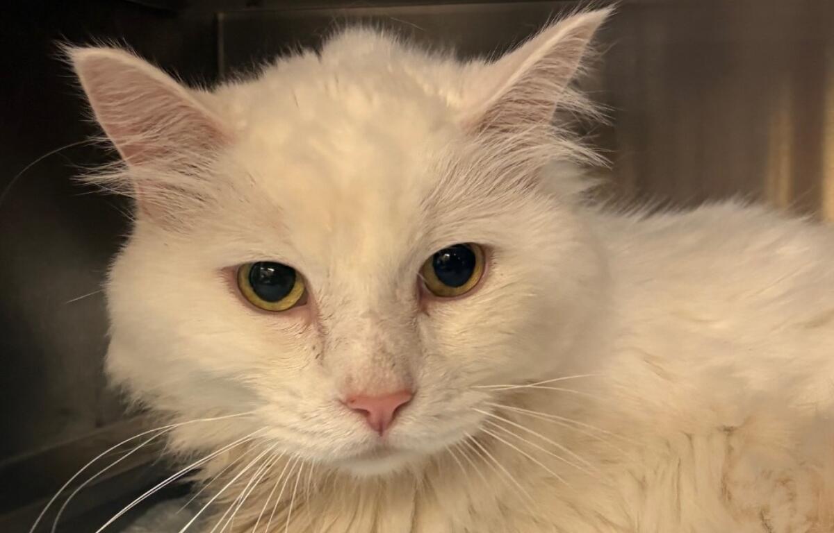 Rudy -- Animal Protective League Cat of the Week