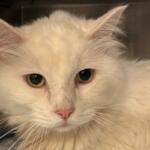 Rudy -- Animal Protective League Cat of the Week