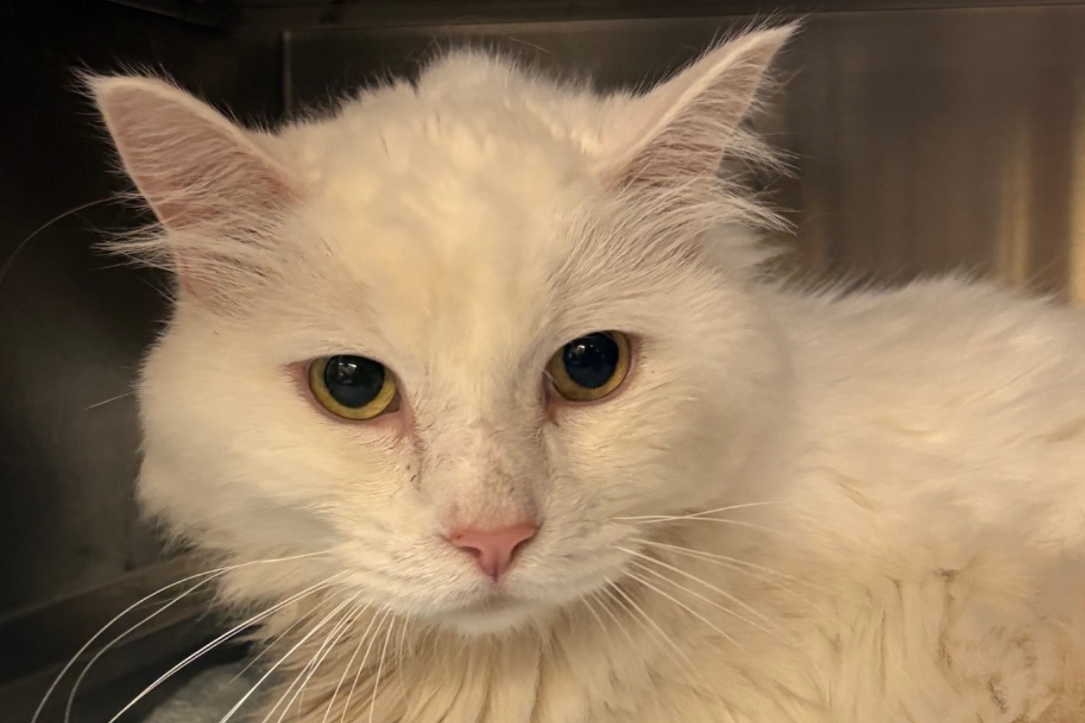 Rudy -- Animal Protective League Cat of the Week