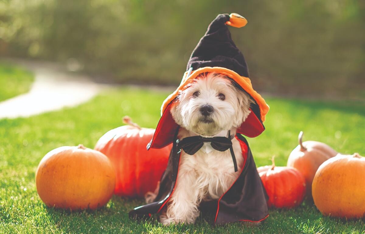 Funny West Highland White Terrier dog decorated with photo props sits near orange pumpkins, at home.