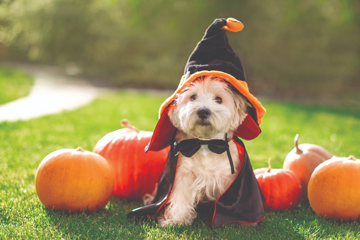 Funny West Highland White Terrier dog decorated with photo props sits near orange pumpkins, at home.