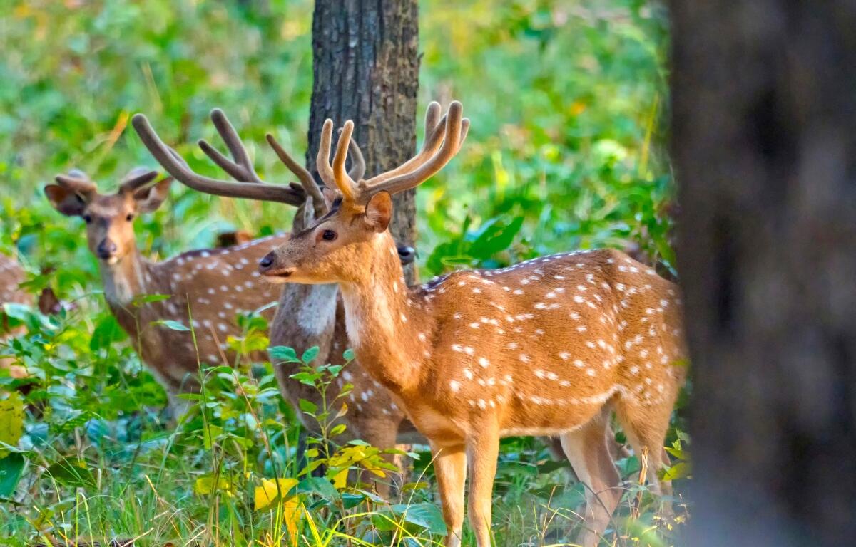Deer in the woods.