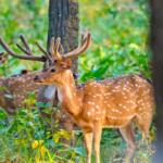 Deer in the woods.