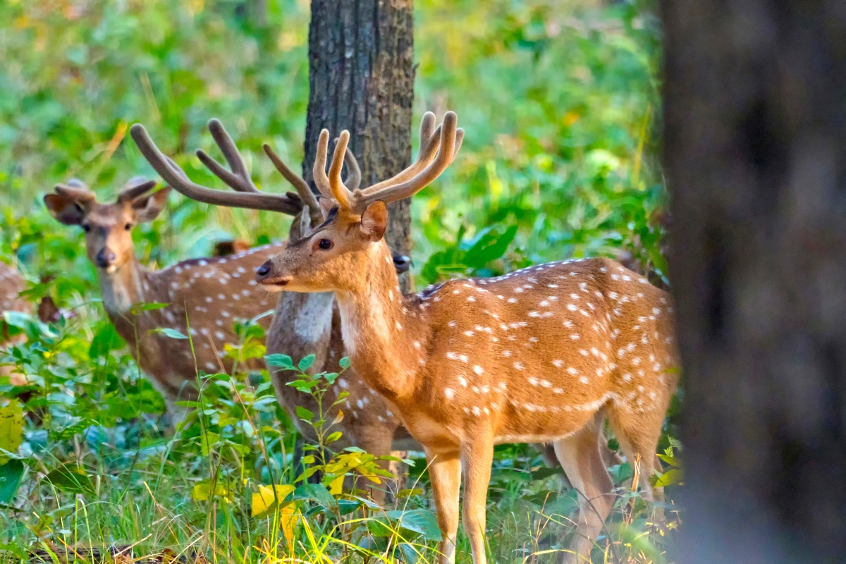 Deer in the woods.