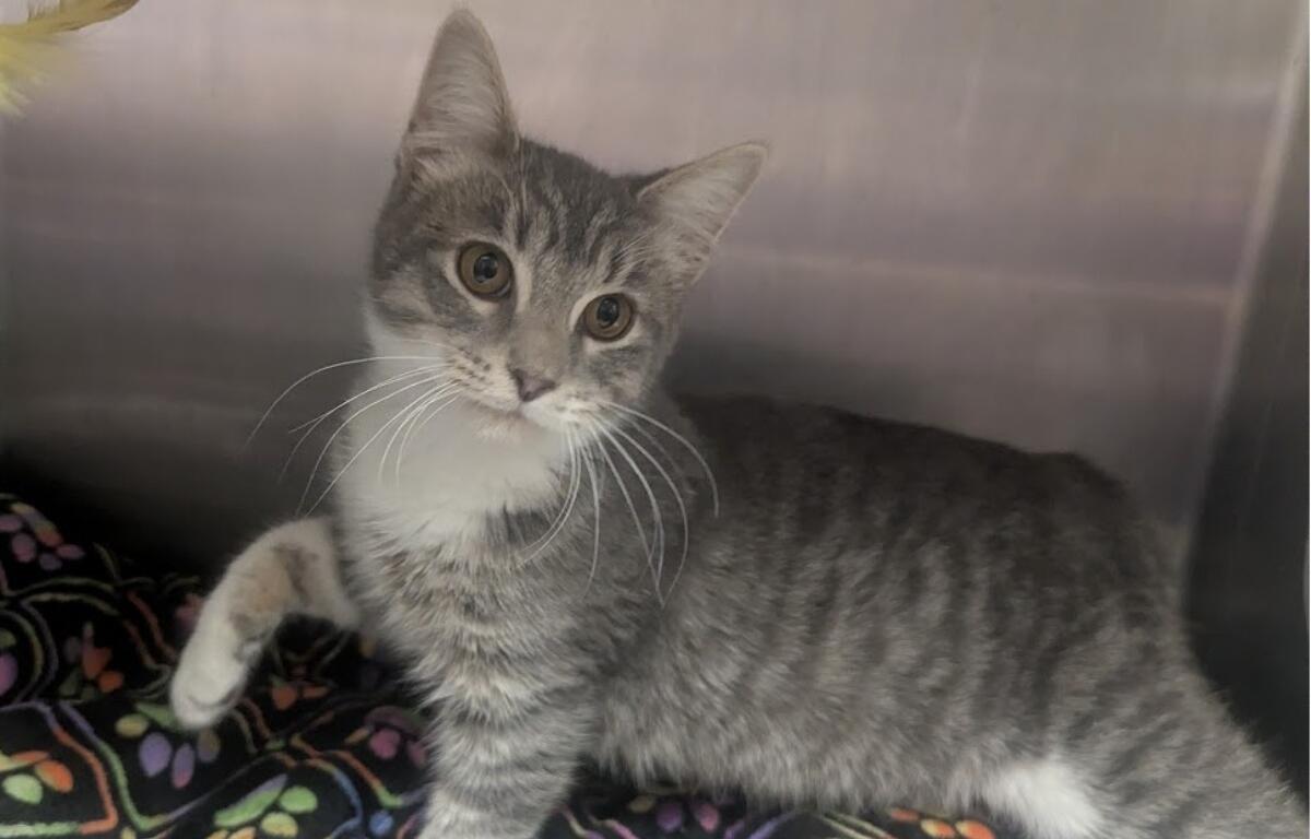 Achilles -- Meow Mobile Cat of the Week