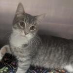 Achilles -- Meow Mobile Cat of the Week
