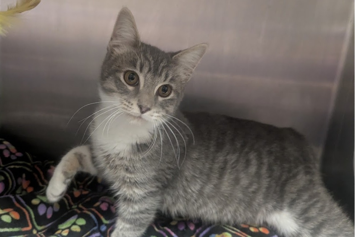 Achilles -- Meow Mobile Cat of the Week