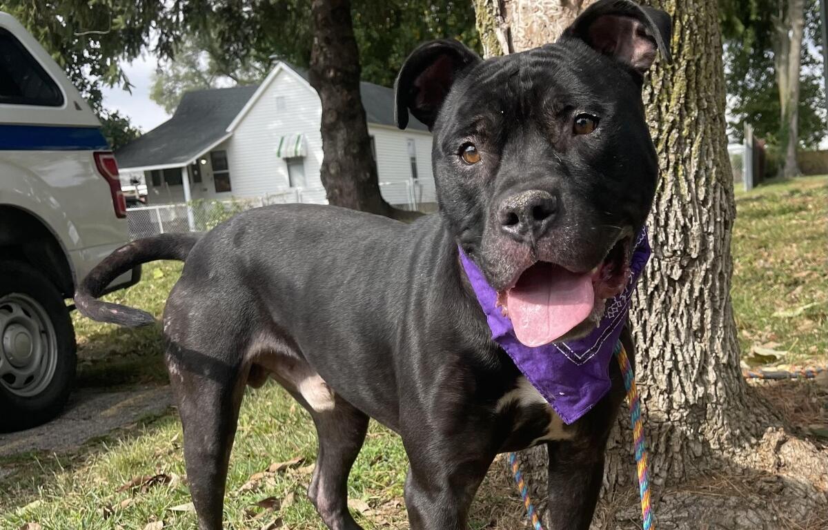 Angus -- Friends of Sangamon County Animal Control Dog of the Week