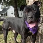 Angus -- Friends of Sangamon County Animal Control Dog of the Week
