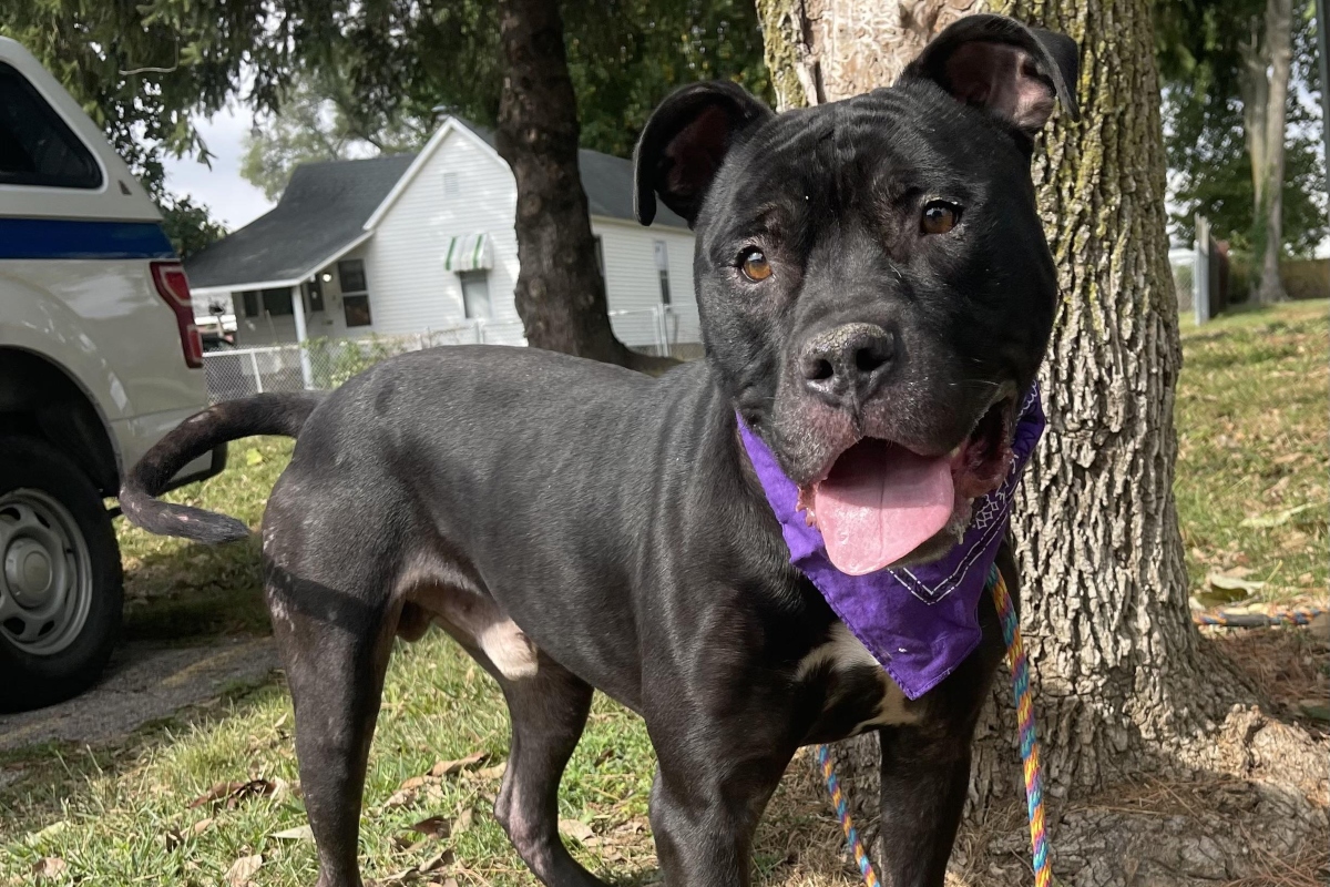Angus -- Friends of Sangamon County Animal Control Dog of the Week