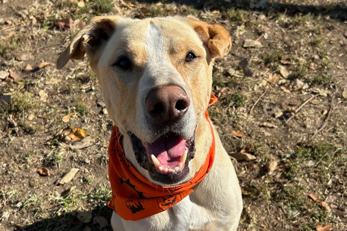 Bruiser -- Animal Protective League Pet of the Week