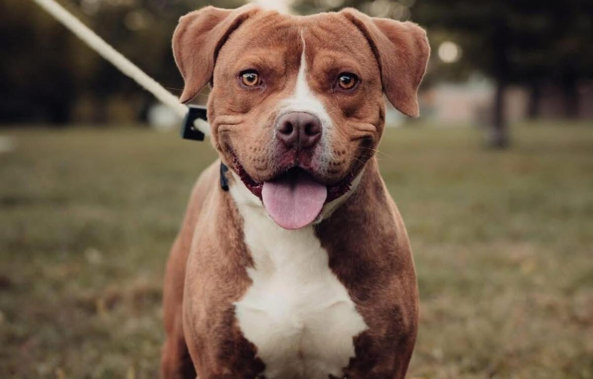 Dusty -- Friends of Sangamon County Animal Control DOTW