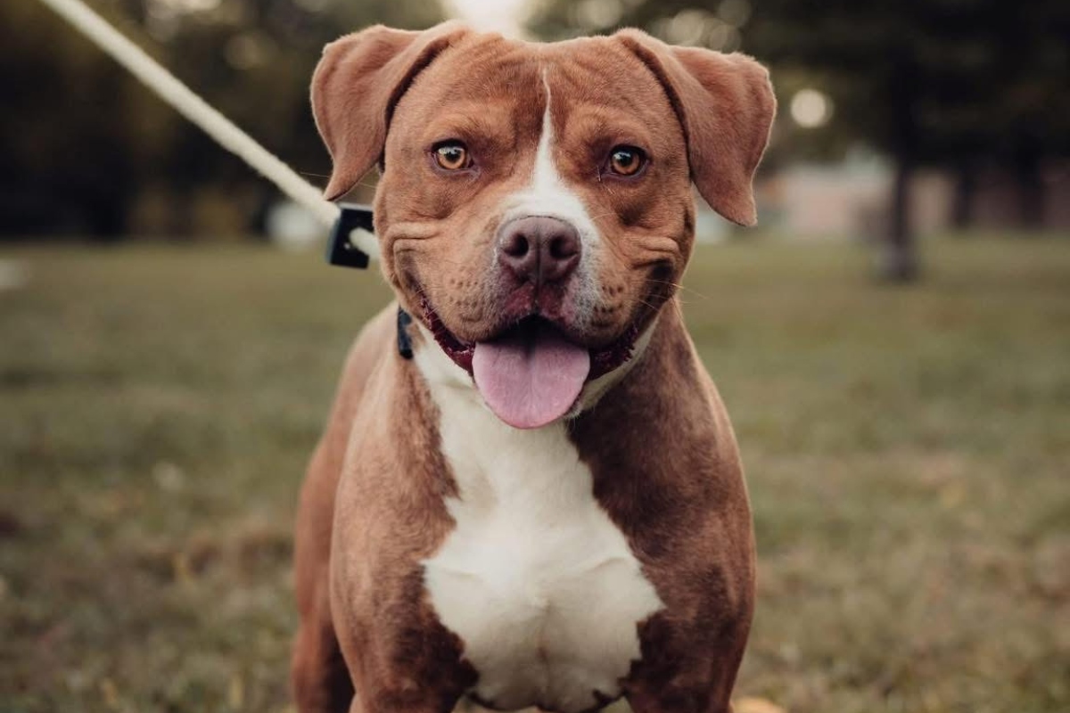 Dusty -- Friends of Sangamon County Animal Control DOTW