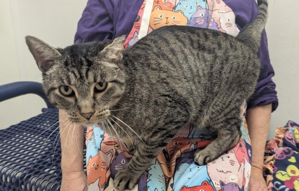 Mountain -- Meow Mobile Cat of the Week