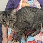 Mountain -- Meow Mobile Cat of the Week