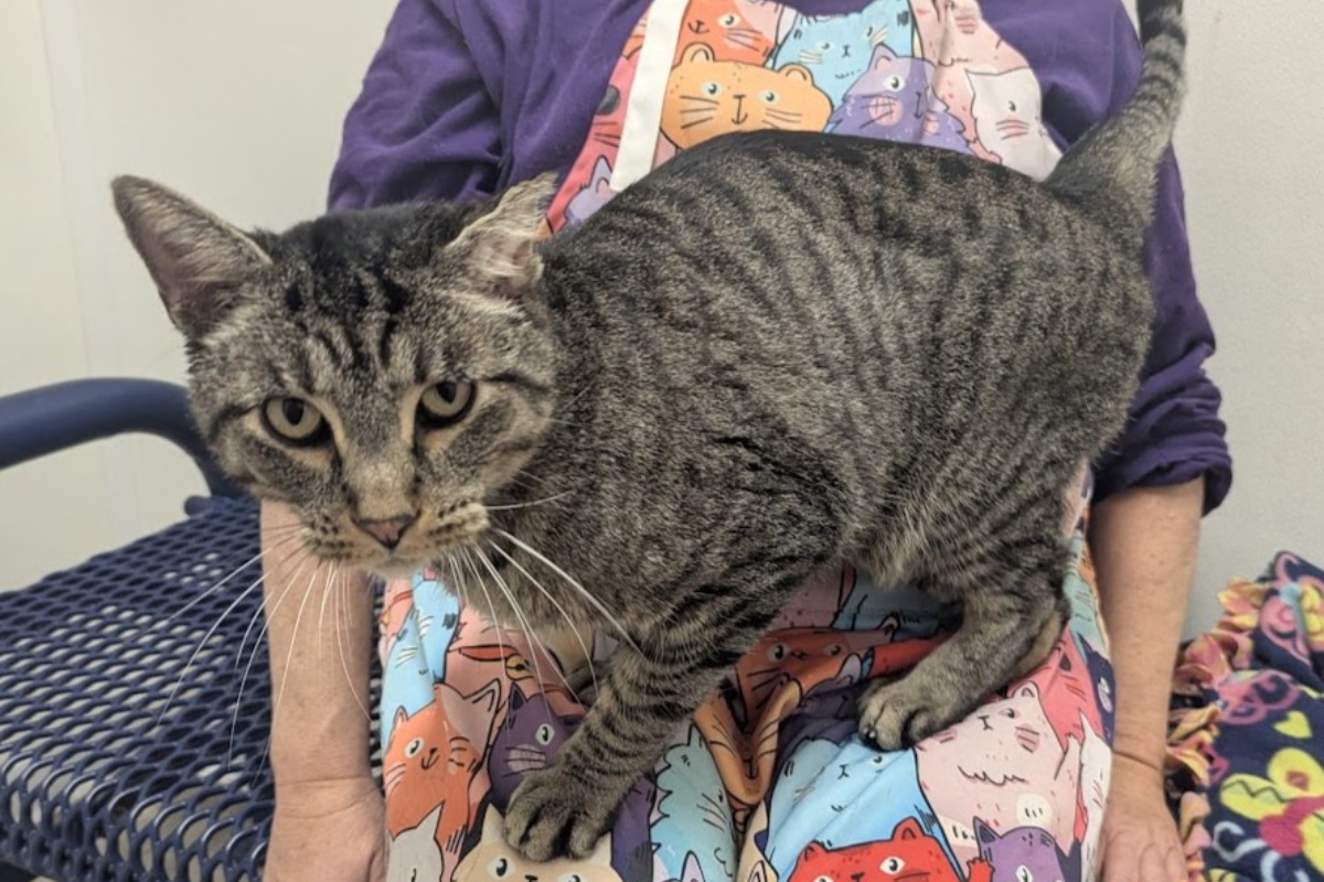 Mountain -- Meow Mobile Cat of the Week