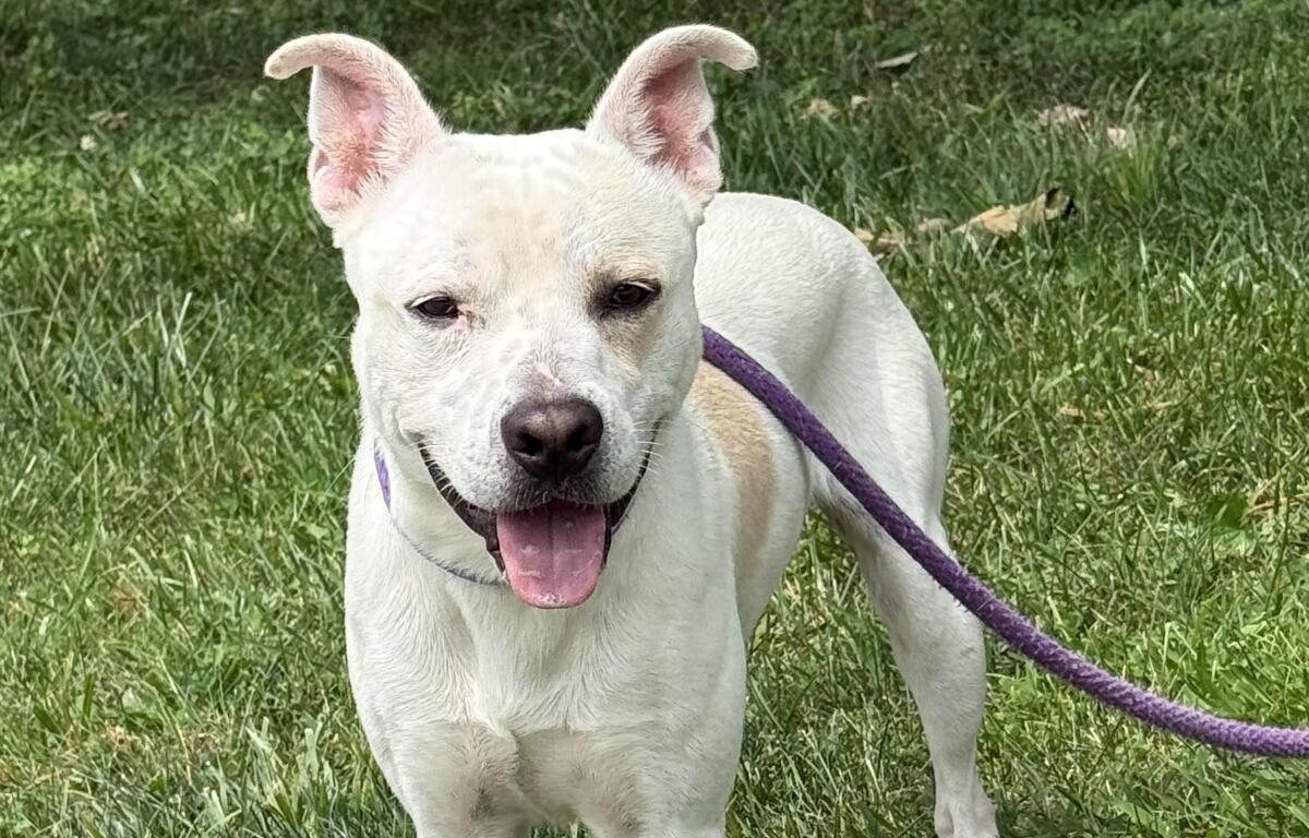 Levi -- Friends of Sangamon County Animal Control Dog of the Week