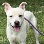Levi -- Friends of Sangamon County Animal Control Dog of the Week