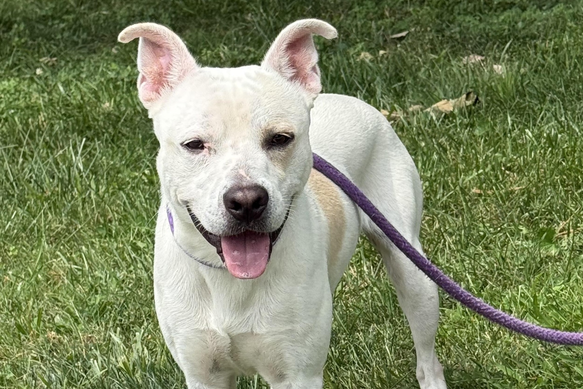 Levi -- Friends of Sangamon County Animal Control Dog of the Week