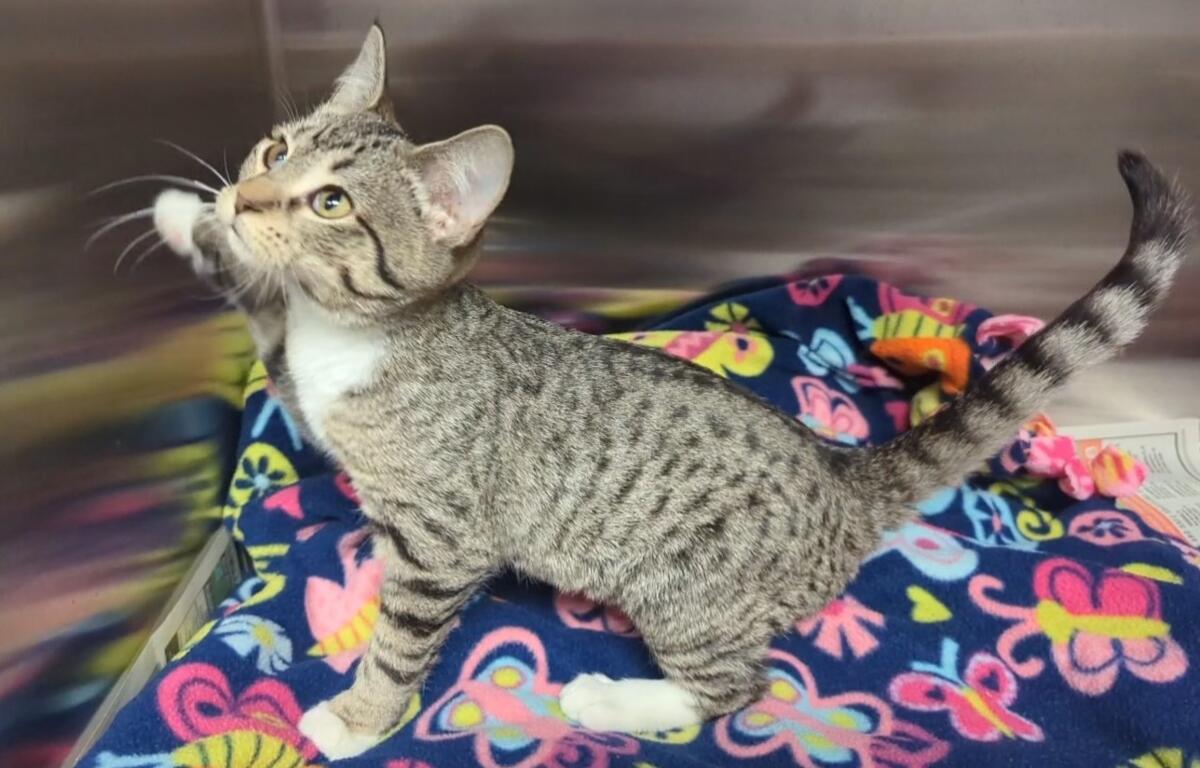 Yvonne -- Meow Mobile Cat of the Week