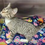 Yvonne -- Meow Mobile Cat of the Week