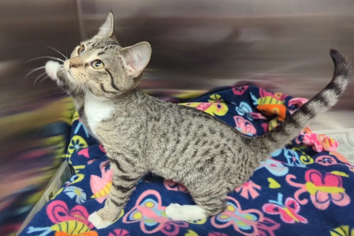 Yvonne -- Meow Mobile Cat of the Week