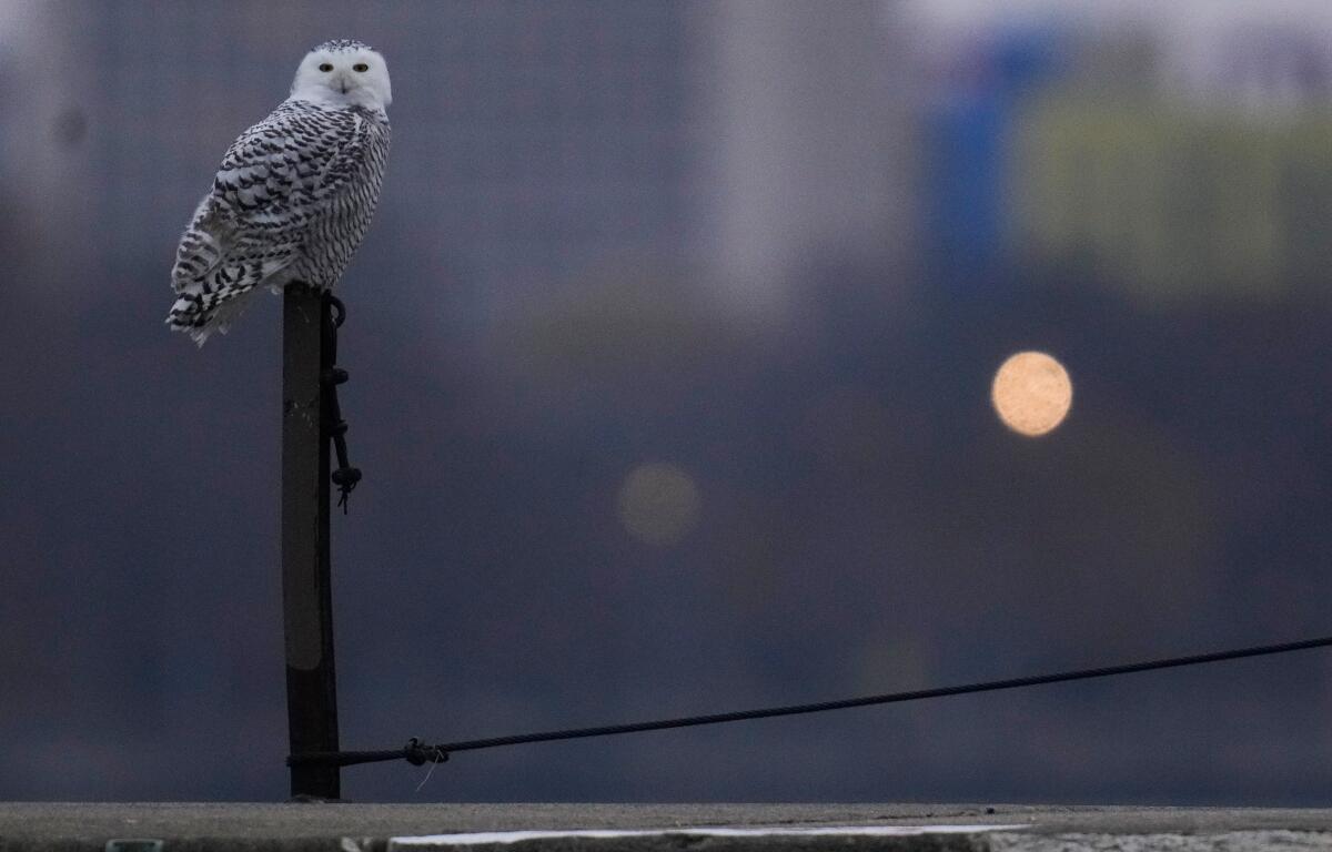 A snowy owl rests on a pier near Montrose Point Bird Sanctuary, Friday, Nov. 21, 2025, in Chicago. (AP Photo/Erin Hooley)
