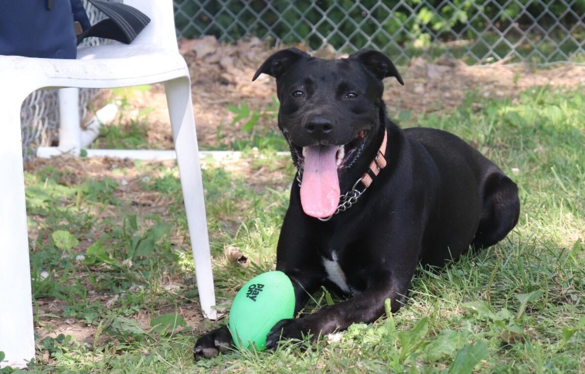 Athena -- Animal Protective League Dog of the Week