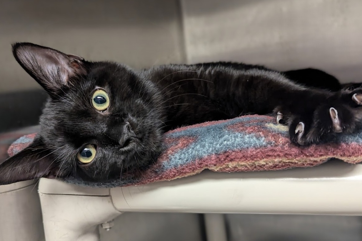 Big Red -- Meow Mobile Cat of the Week