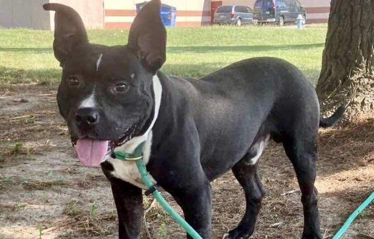 Clifford -- Friends of SCAC Dog of the Week