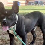 Clifford -- Friends of SCAC Dog of the Week