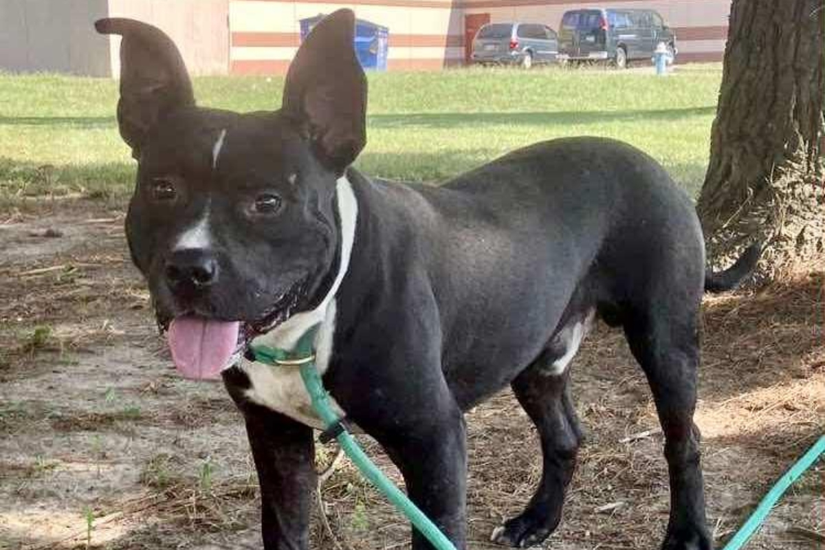 Clifford -- Friends of SCAC Dog of the Week