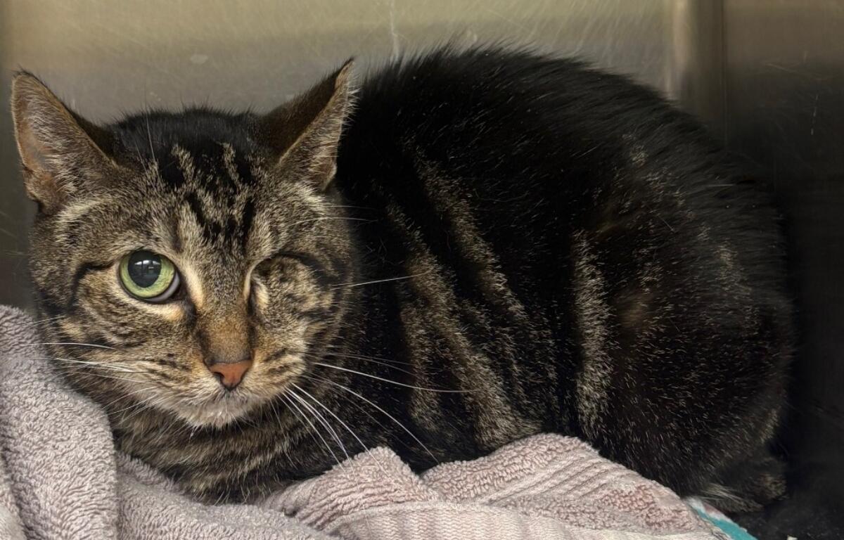 Polo -- Animal Protective League Cat of the Week