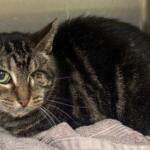 Polo -- Animal Protective League Cat of the Week