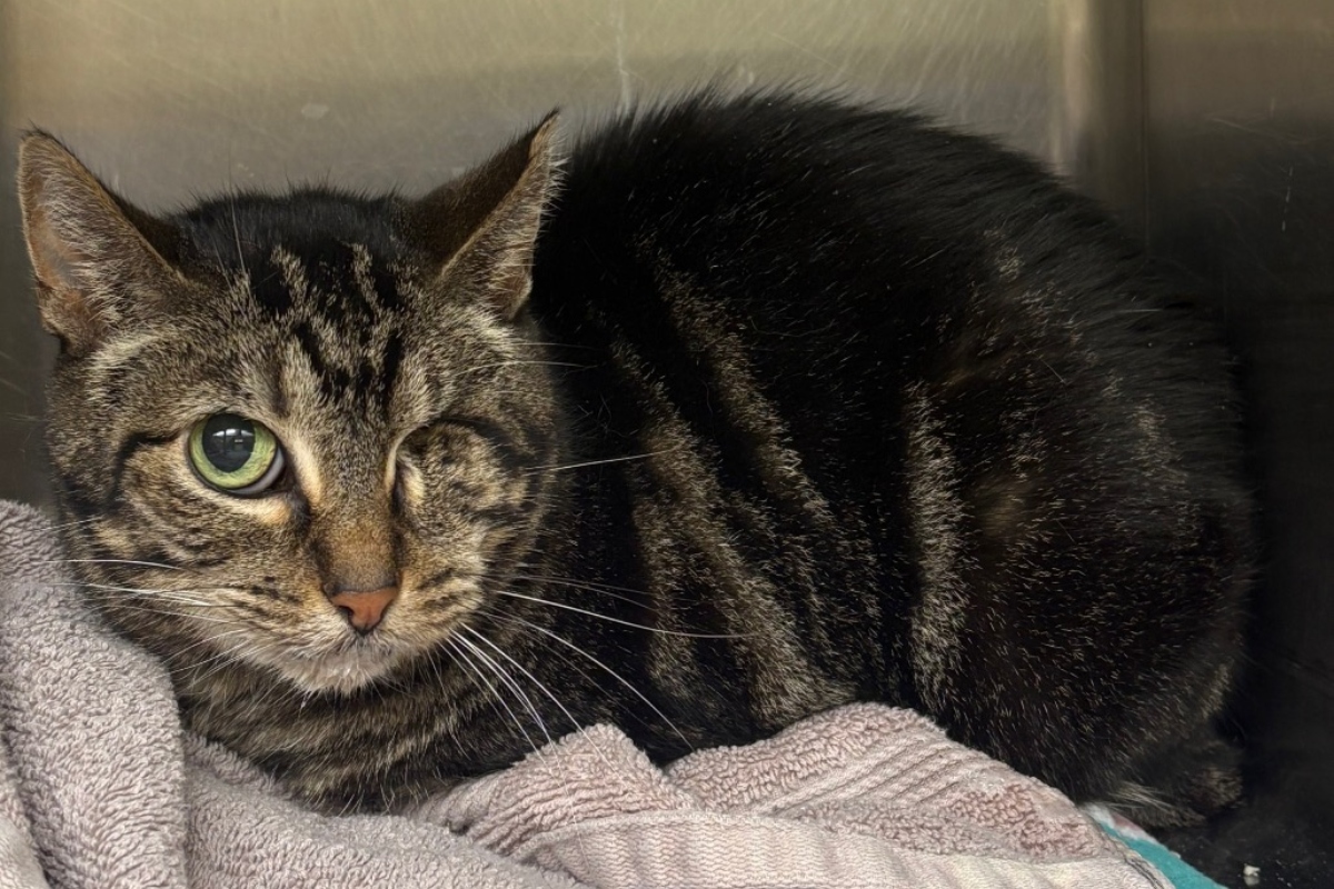 Meet Polo — APL Cat of the Week Meet Polo — APL Cat of the Week