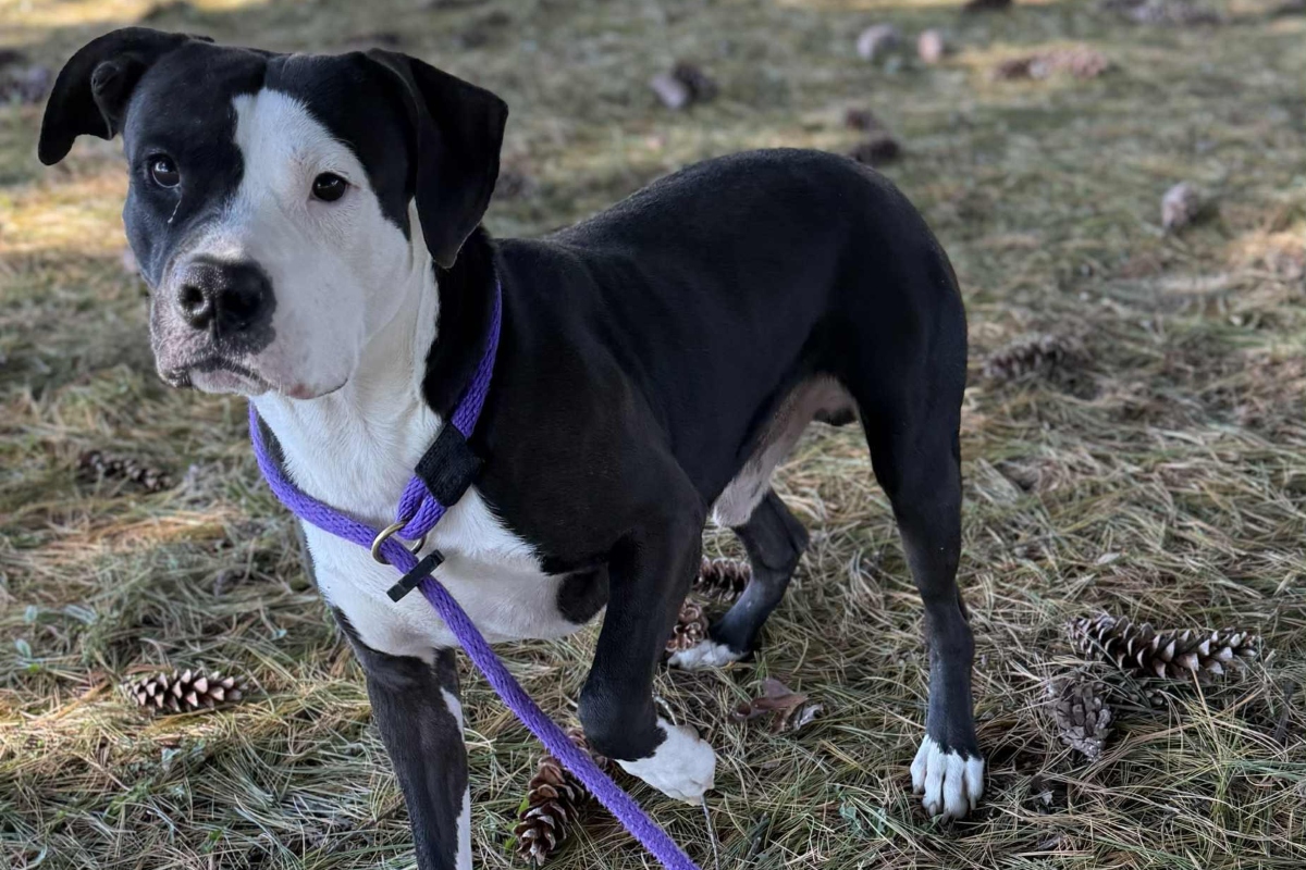 Meet Boss — Friends of SCAC Dog of the Week Meet Boss — Friends of SCAC Dog of the Week