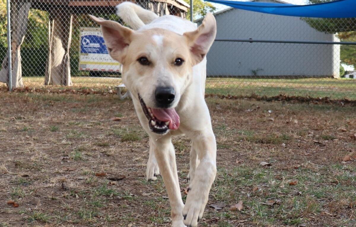 Percy -- Animal Protective League Dog of the Week