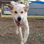 Percy -- Animal Protective League Dog of the Week