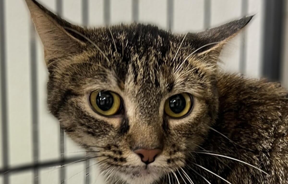 Plaid -- Animal Protective League Cat of the Week