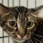 Plaid -- Animal Protective League Cat of the Week