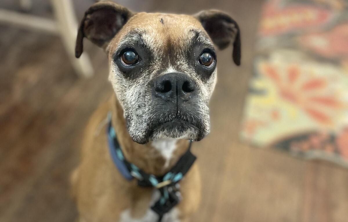 Ceili Friends of Sangamon County Animal Control Dog of the Week