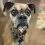 Ceili Friends of Sangamon County Animal Control Dog of the Week