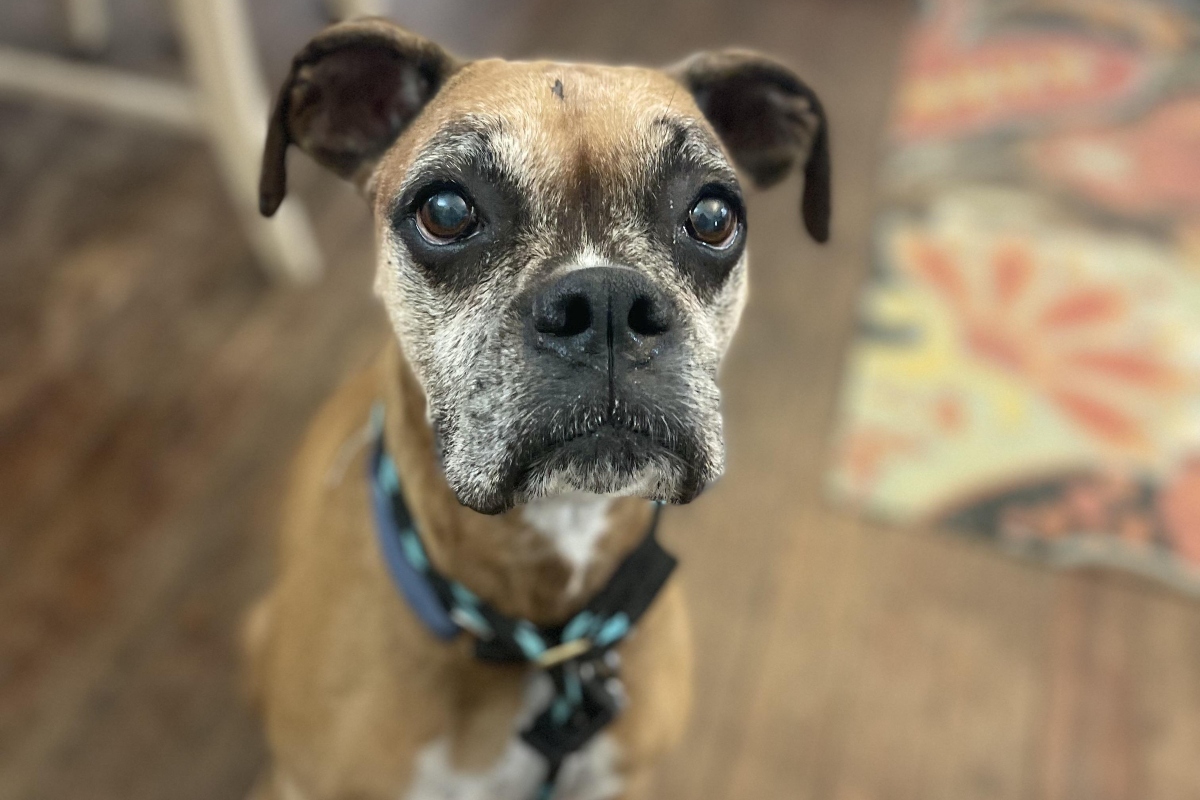 Ceili Friends of Sangamon County Animal Control Dog of the Week