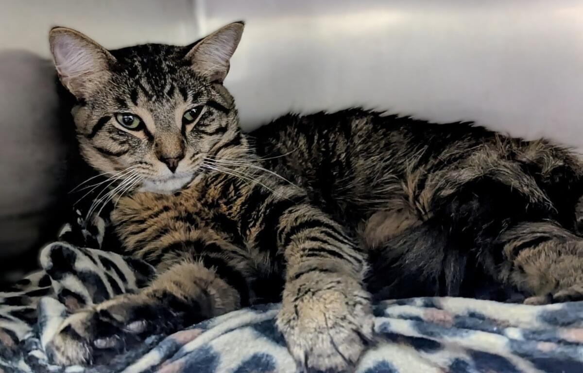 Crackles -- Meow Mobile Cat of the Week