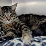 Crackles -- Meow Mobile Cat of the Week