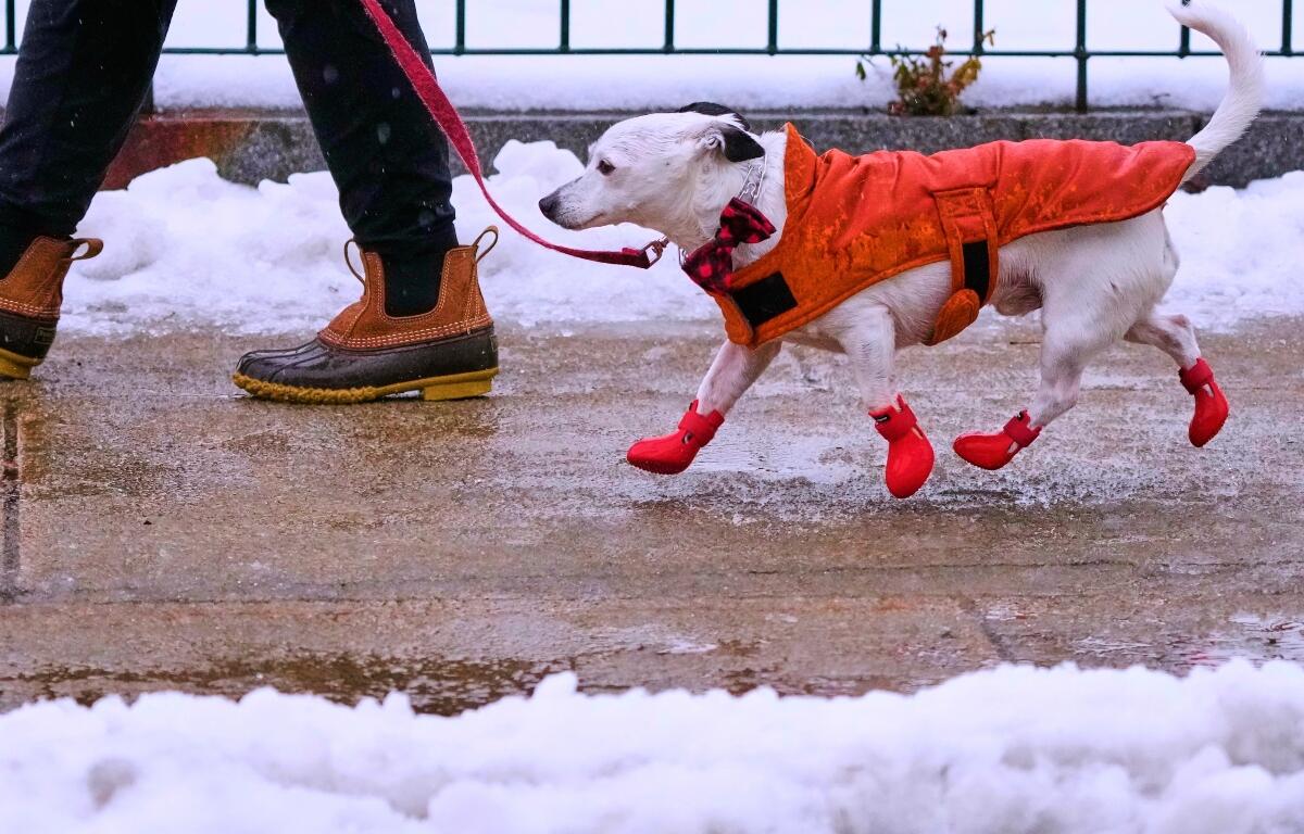 Jack, described as a mixed-breed mutt by his owner Shelley, keeps in stride on their afternoon walk in sleet and freezing rain, Monday, Dec. 29, 2025, in Manchester, N.H. (AP Photo/Charles Krupa)