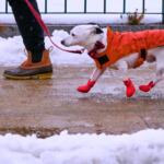 Jack, described as a mixed-breed mutt by his owner Shelley, keeps in stride on their afternoon walk in sleet and freezing rain, Monday, Dec. 29, 2025, in Manchester, N.H. (AP Photo/Charles Krupa)